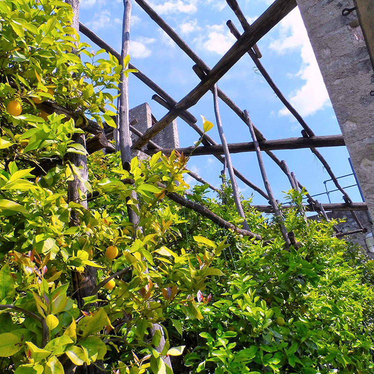 Hotel Luise - Lemon Noon - For the lovers of the garden of Eden